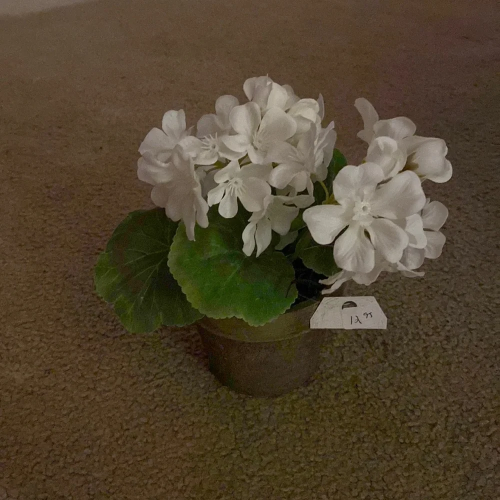 Ragoon House Potted White Geranium